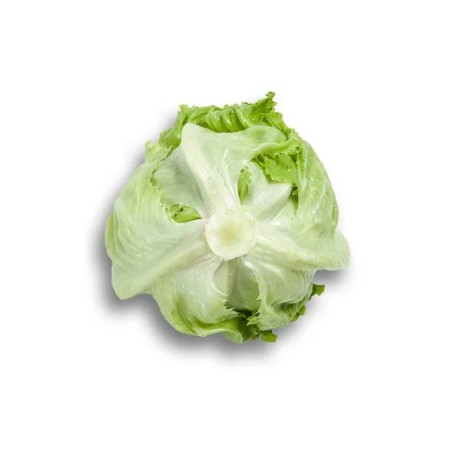 Μαρούλι Iceberg ALBANAS RZ 5000 σπόρων