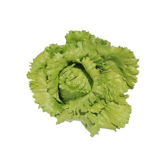 Μαρούλι Iceberg ARUANAS RZ 5000 σπόρων