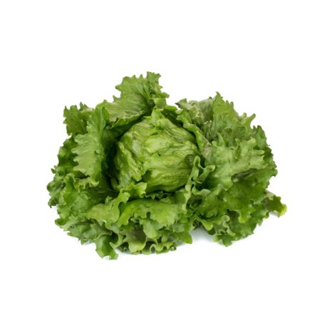 Μαρούλι Iceberg FEDDENAS RZ 5000 σπόρων