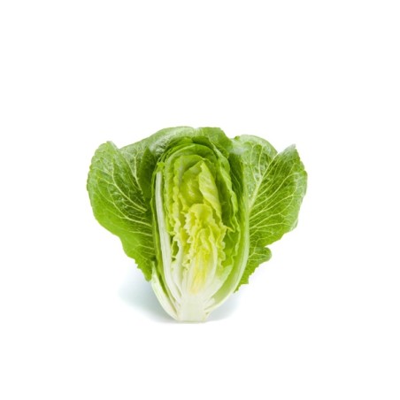 Μαρούλι Crunchy lettuce CHICARITA RZ 5000 σπόρων