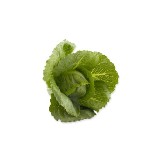 Μαρούλι Crunchy lettuce CRUNCHITA RZ 5000 σπόρων