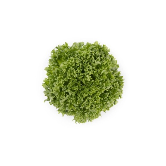 Μαρούλι Crystal lettuce LALIQUE RZ 5000 σπόρων