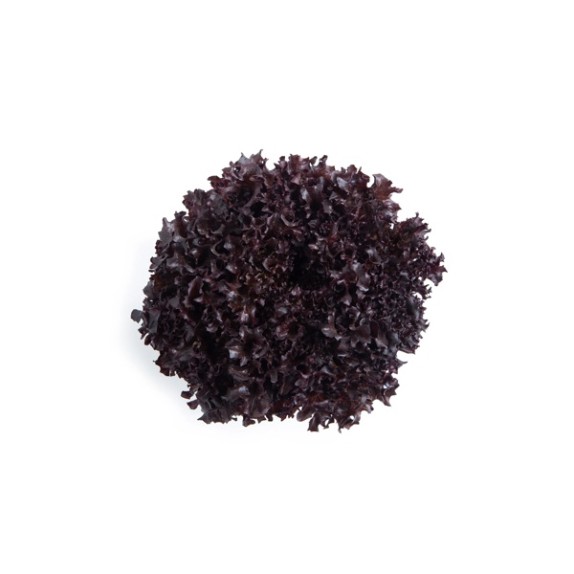 Μαρούλι Crystal lettuce SUNGARI RZ 5000 σπόρων