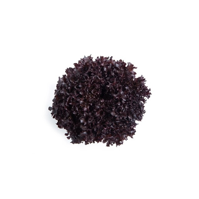 Σπόρος Μαρούλι Crystal lettuce SUNGARI RZ 5000 σπόρων Rijk Zwaan Hellas