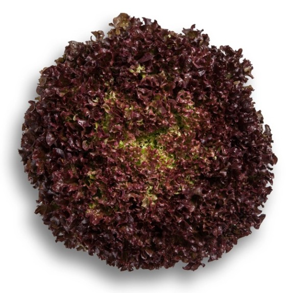 Μαρούλι Leaf lettuce ANTONET RZ 5000 σπόρων