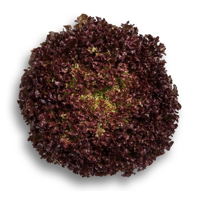 Μαρούλι Leaf lettuce ANTONET RZ 5000 σπόρων