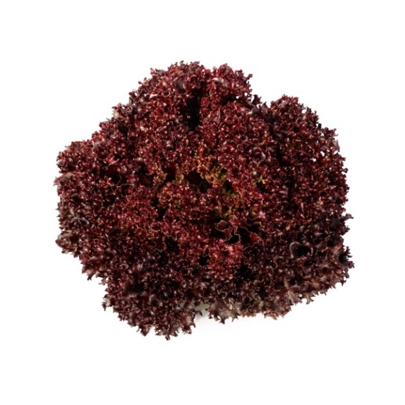 Μαρούλι Leaf lettuce CARMESI RZ 5000 σπόρων