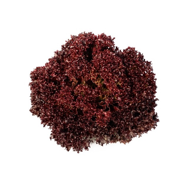 Μαρούλι Leaf lettuce CARMESI RZ 5000 σπόρων