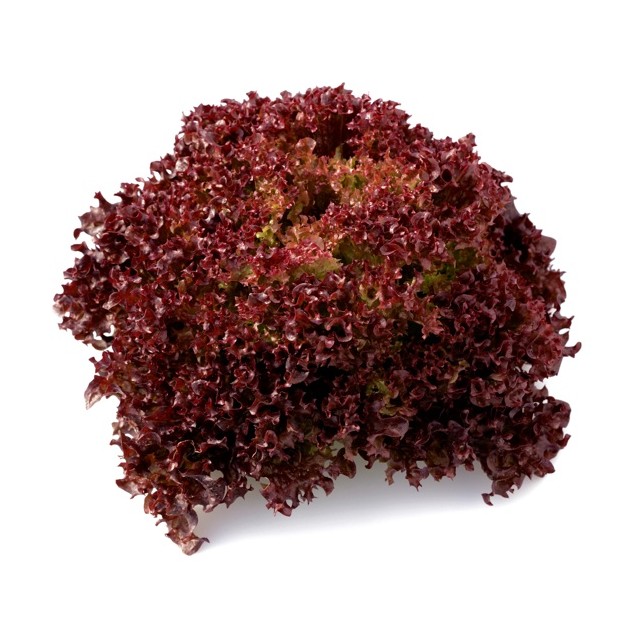 Σπόρος Μαρούλι Leaf lettuce CAVERNET RZ 5000 σπόρων Rijk Zwaan Hellas