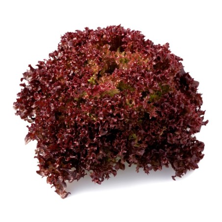 Σπόρος Μαρούλι Leaf lettuce CAVERNET RZ 5000 σπόρων Rijk Zwaan Hellas