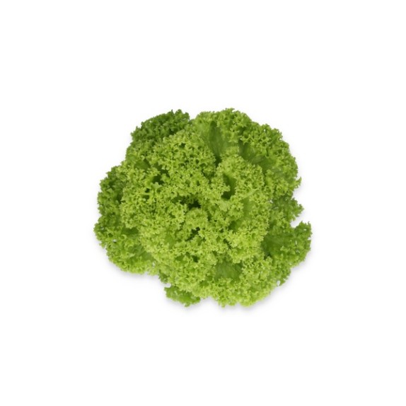 Μαρούλι Leaf lettuce LAMARRE RZ 5000 σπόρων
