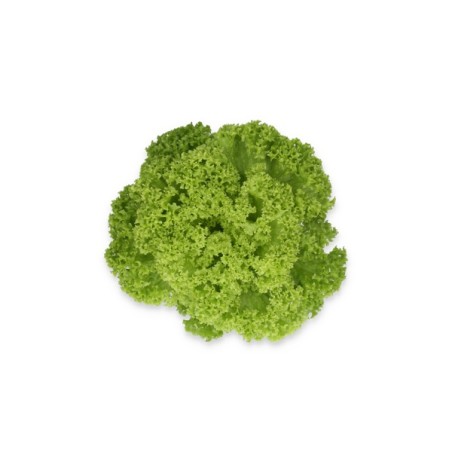Μαρούλι Leaf lettuce LAMARRE RZ 5000 σπόρων
