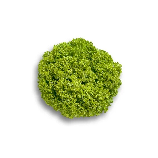 Μαρούλι Leaf lettuce LEVISTRO RZ 5000 σπόρων