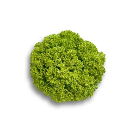 Μαρούλι Leaf lettuce LEVISTRO RZ 5000 σπόρων