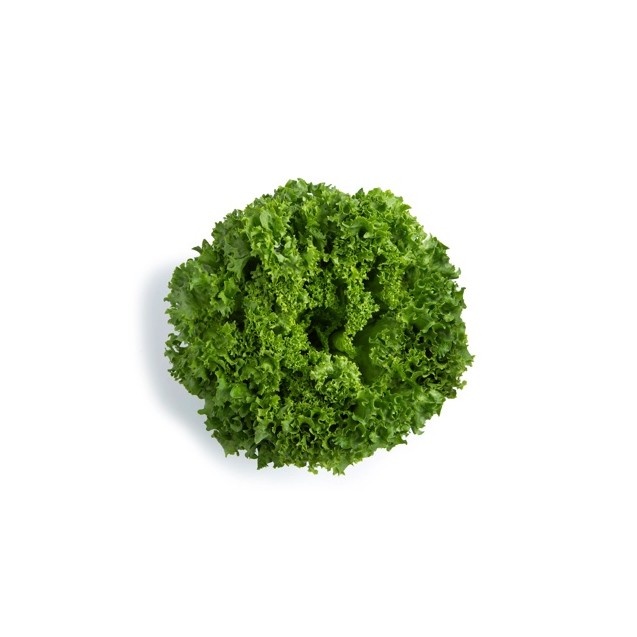 Σπόρος Μαρούλι Leaf lettuce LIADINE RZ Knox™ 5000 σπόρων Rijk Zwaan Hellas