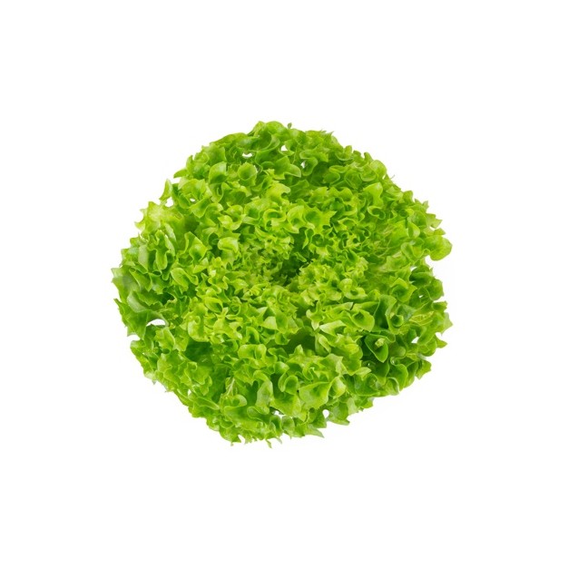 Μαρούλι Leaf lettuce LIMAMBO RZ 5000 σπόρων