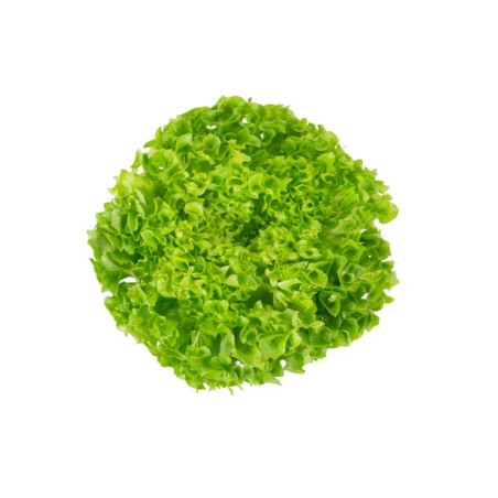 Μαρούλι Leaf lettuce LIMAMBO RZ 5000 σπόρων