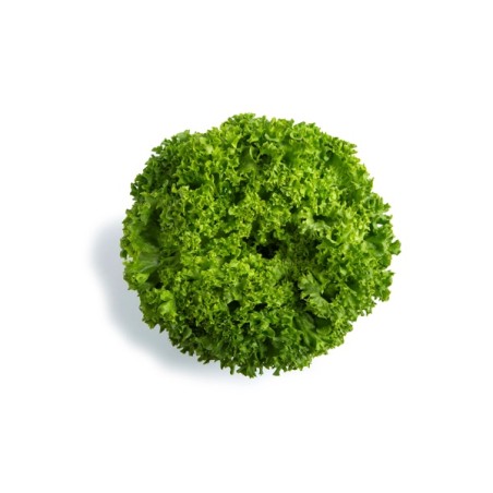 Μαρούλι Leaf lettuce LISBOA RZ 5000 σπόρων