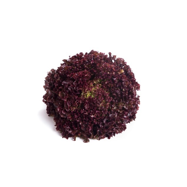 Σπόρος Μαρούλι Leaf lettuce MONZA RZ 5000 σπόρων Rijk Zwaan Hellas