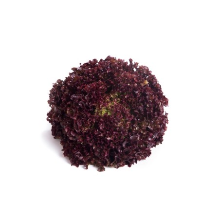 Σπόρος Μαρούλι Leaf lettuce MONZA RZ 5000 σπόρων Rijk Zwaan Hellas