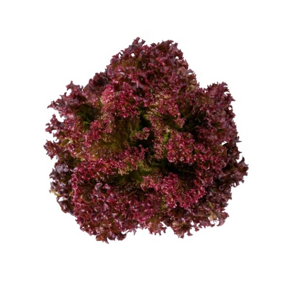 Μαρούλι Leaf lettuce SATINE RZ 5000 σπόρων
