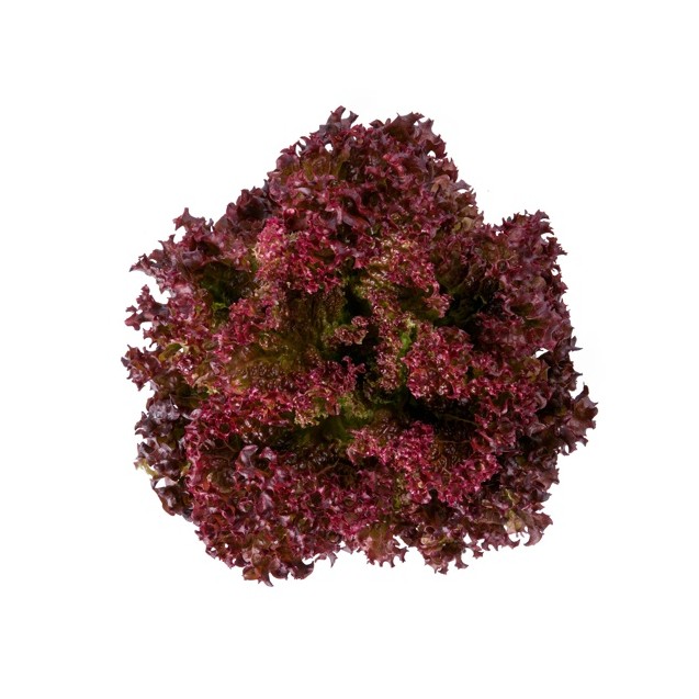 Μαρούλι Leaf lettuce SATINE RZ 5000 σπόρων