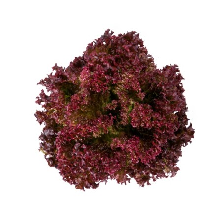 Μαρούλι Leaf lettuce SATINE RZ 5000 σπόρων