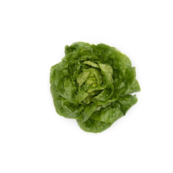 Μαρούλι Gem lettuce ARCHIVEL RZ 5000 σπόρων