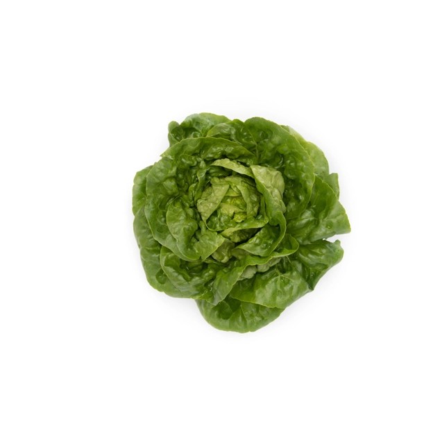 Σπόρος Μαρούλι Gem lettuce ARCHIVEL RZ 5000 σπόρων Rijk Zwaan Hellas