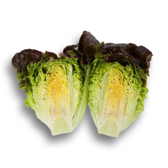 Μαρούλι Gem lettuce ROSAINE RZ 5000 σπόρων