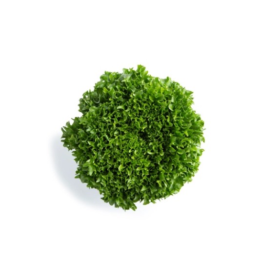 Μαρούλι Incised leaf lettuce EXBUL RZ Knox™ 5000 σπόρων