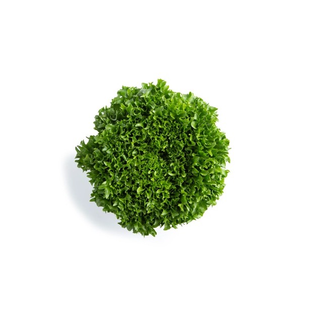 Σπόρος Μαρούλι Incised leaf lettuce EXBUL RZ Knox™ 5000 σπόρων Rijk Zwaan Hellas