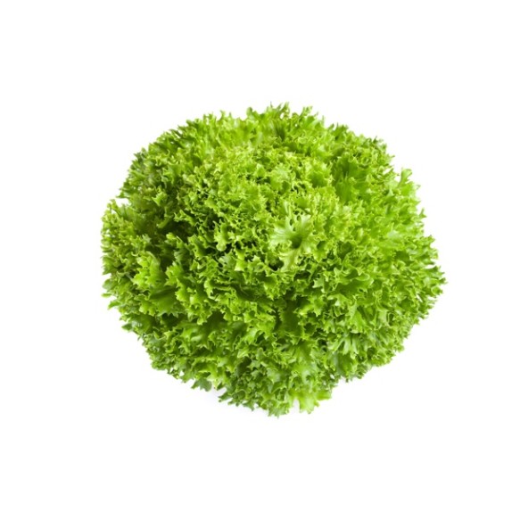 Μαρούλι Incised leaf lettuce EXPEDITION RZ 5000 σπόρων