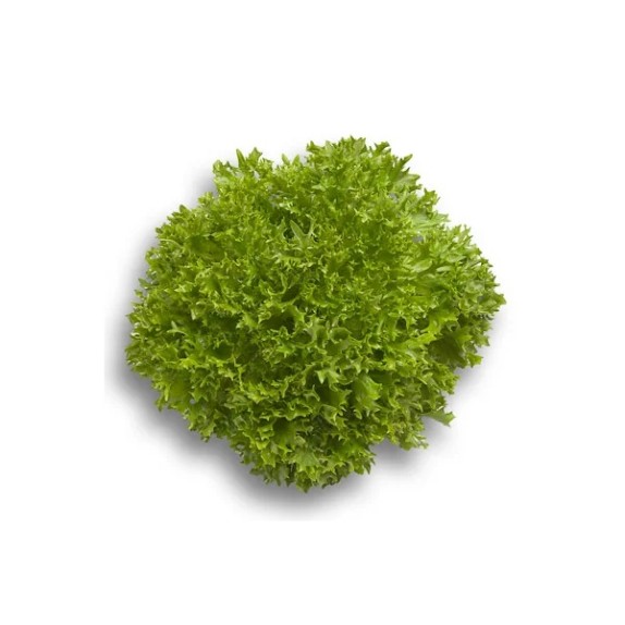 Μαρούλι Incised leaf lettuce EXPERTISE RZ 5000 σπόρων