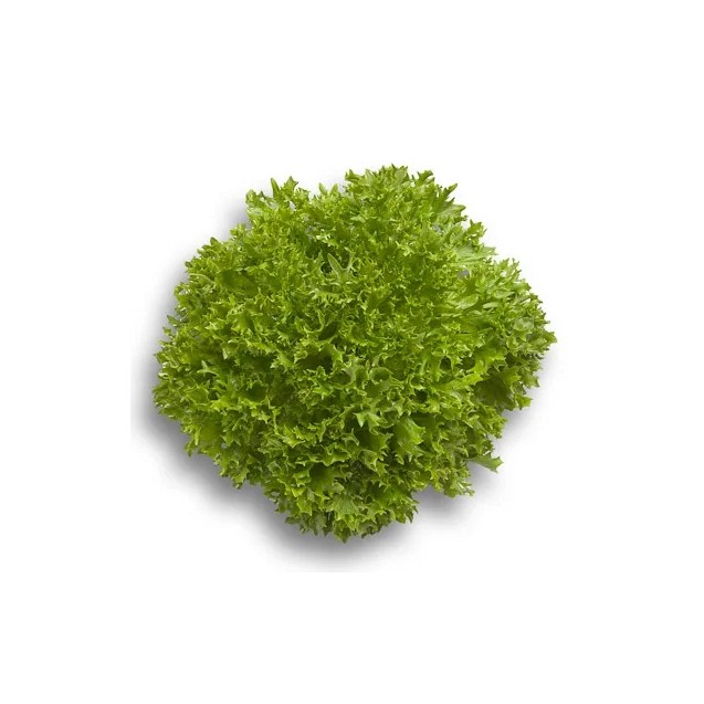 Μαρούλι Incised leaf lettuce EXPERTISE RZ 5000 σπόρων