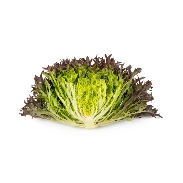 Μαρούλι Incised leaf lettuce LUMIREX RZ Knox™ 5000 σπόρων