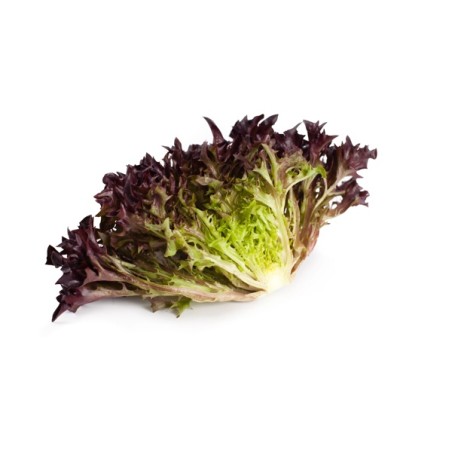 Μαρούλι Incised leaf lettuce TRIPLEX RZ 5000 σπόρων