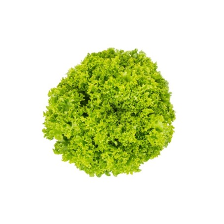 Μαρούλι Incised leaf lettuce VINDICATE RZ Knox™ 5000 σπόρων