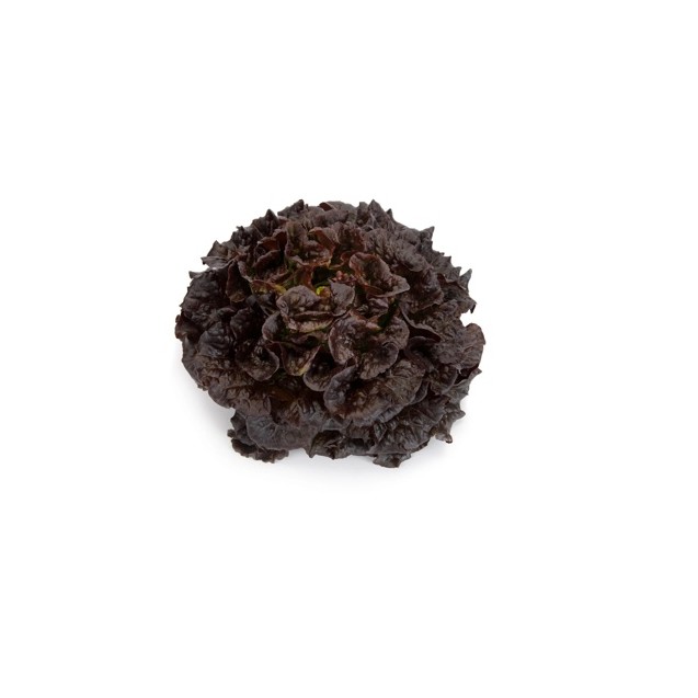 Σπόρος Μαρούλι Multi leaf lettuce BONARDA RZ Knox™ 5000 σπόρων Rijk Zwaan Hellas