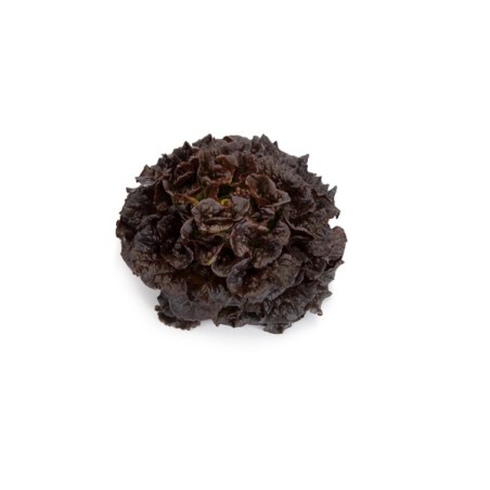Σπόρος Μαρούλι Multi leaf lettuce BONARDA RZ Knox™ 5000 σπόρων Rijk Zwaan Hellas