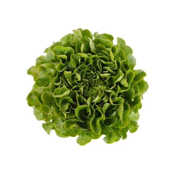 Μαρούλι Multi leaf lettuce COOK RZ 5000 σπόρων