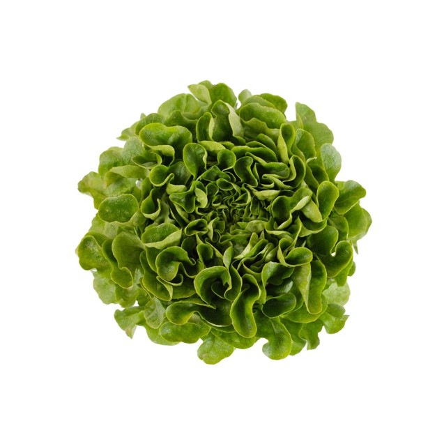 Μαρούλι Multi leaf lettuce COOK RZ 5000 σπόρων