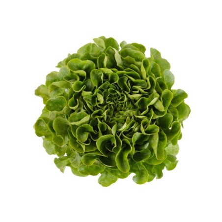 Μαρούλι Multi leaf lettuce COOK RZ 5000 σπόρων