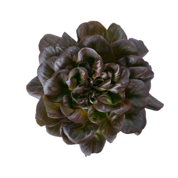 Μαρούλι Multi leaf lettuce DAVINCI RZ Knox™ 5000 σπόρων