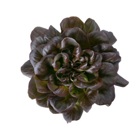 Μαρούλι Multi leaf lettuce DAVINCI RZ Knox™ 5000 σπόρων