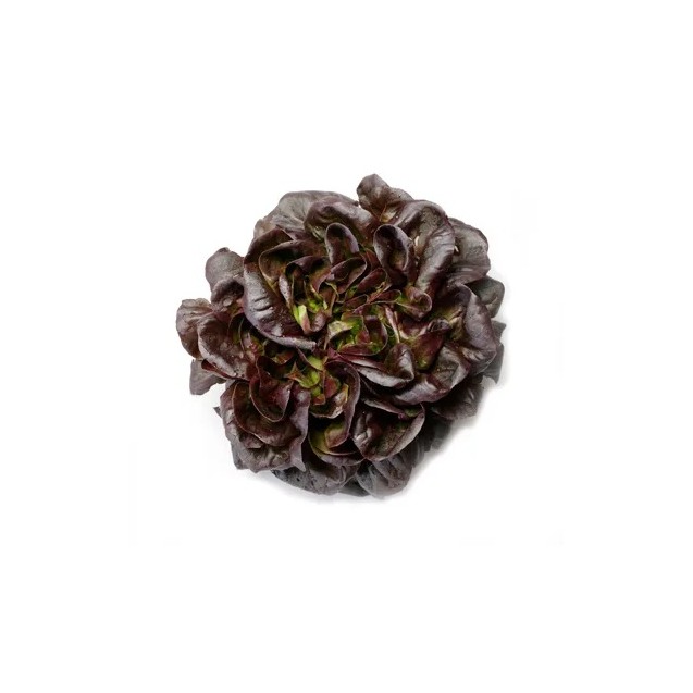 Μαρούλι Multi leaf lettuce GAUGIN RZ 5000 σπόρων