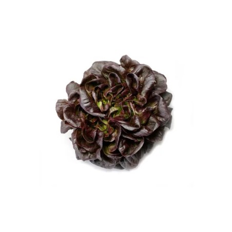 Μαρούλι Multi leaf lettuce GAUGIN RZ 5000 σπόρων