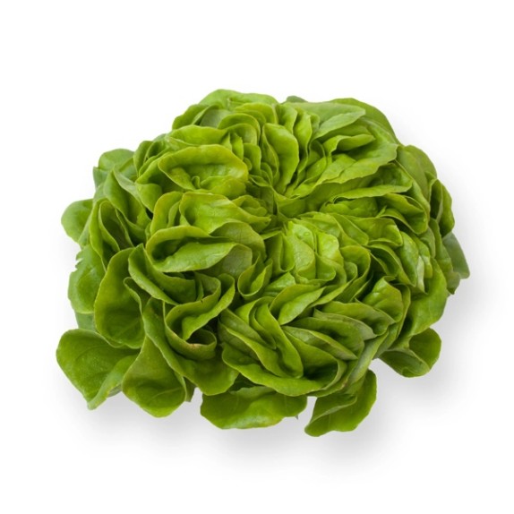 Μαρούλι Multi leaf lettuce SARTRE RZ 5000 σπόρων