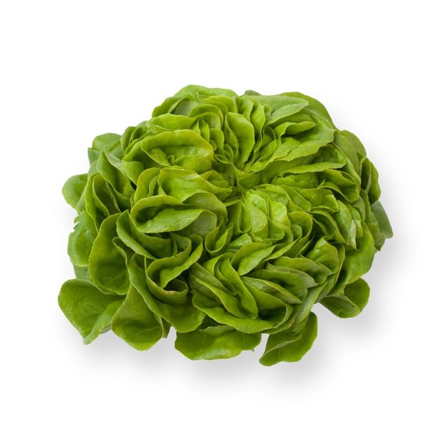 Μαρούλι Multi leaf lettuce SARTRE RZ 5000 σπόρων