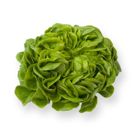 Μαρούλι Multi leaf lettuce SARTRE RZ 5000 σπόρων